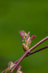 ovary of grapes, young leaves of grapes, Isabella grapes, grapes will bloom