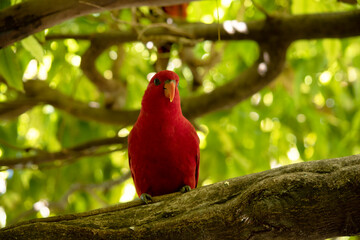 the red lory is mostly red and all the plumage of the upper body is red. There are red, blue, and black marks on the back and wings,