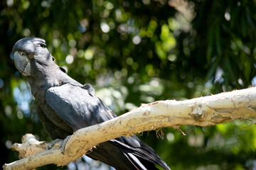the red tailed black cockatoo is a black bird with a red under its tail and a grey beak