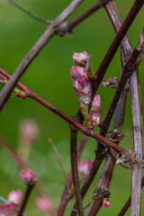 ovary of grapes, young leaves of grapes, Isabella grapes, grapes will bloom