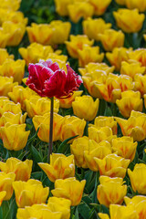 One red tulip in a field between yellow ones