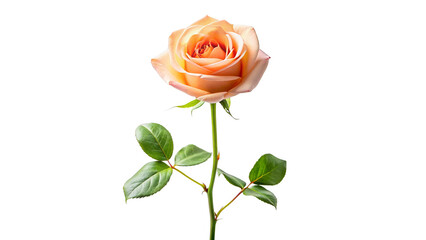 Fototapeta premium Single peach rose long stem vertical stand pose isolated on transparent background 