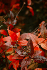 Red, autumn leaves. Photinia, commonly known as the Red Robin, is a flowering perennial evergreen shrub