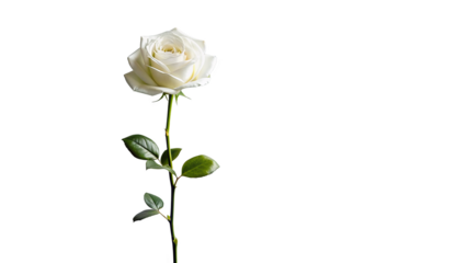 Single white rose long stem vertical stand pose isolated on transparent background 