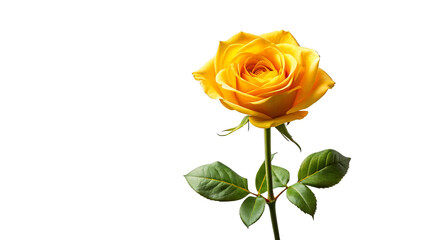 Single yellow rose long stem vertical stand pose isolated on transparent background 