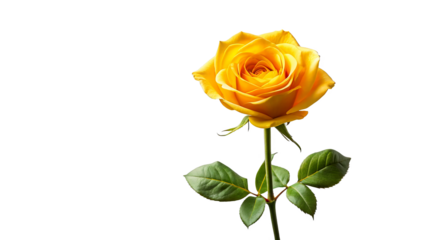 Single yellow rose long stem vertical stand pose isolated on transparent background 