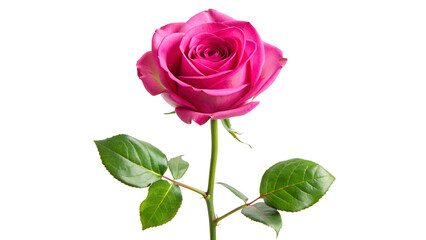 Fototapeta premium Single hot pink rose long stem vertical stand pose isolated on transparent background 