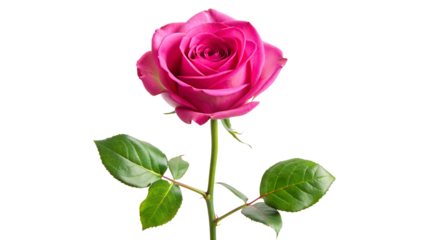 Single hot pink rose long stem vertical stand pose isolated on transparent background 