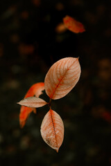 Red leaves of barberis in autumn. Background photo of autumn. Decorative garden shrub. Poster with autumn leaves