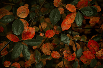Red leaves of barberis in autumn. Background photo of autumn. Decorative garden shrub. Poster with autumn leaves