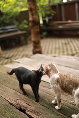 Cats staring at each other.