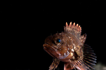 False kelpfish (Sebastiscus marmoratus) juvenile