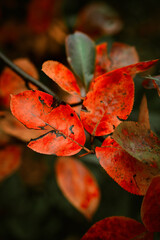 Red leaves of barberis in autumn. Background photo of autumn. Decorative garden shrub. Poster with autumn leaves