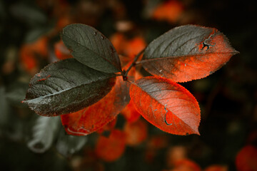 Red leaves of barberis in autumn. Background photo of autumn. Decorative garden shrub. Poster with autumn leaves