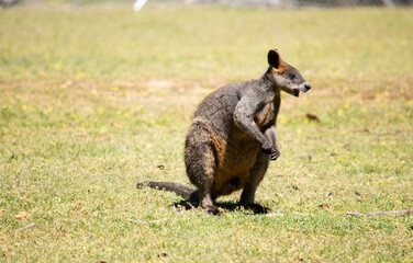 Naklejka premium The swamp wallaby has dark brown fur, often with lighter rusty patches on the belly, chest and base of the ears.