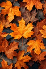 Naklejka na ściany i meble Beautiful orange and yellow autumn leaves banner background. 