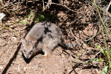 Fototapeta premium The tammar wallaby has dark greyish upperparts with a paler underside and rufous-coloured sides and limbs. The tammar wallaby has white stripes on its face.