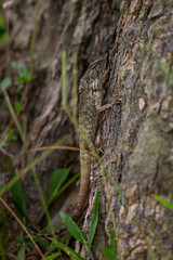 Oriental Garden Lizard - Calotes versicolor, colorful changeable lizard from Asian forests and bushes, Malaysia.