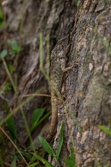 Oriental Garden Lizard - Calotes versicolor, colorful changeable lizard from Asian forests and...