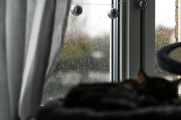 cat sleeping in the windowsill
