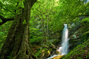 新緑の巨木と滝（秩父・不動滝）2