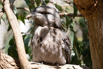 the tawny frogmouth has a mottled grey, white, black and rufous â€“ the feather patterns help...