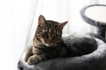 cat lying in the room