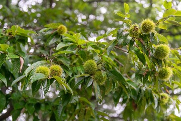 秋の味覚栗の木の枝についた毬栗