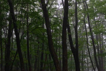 霧に包まれる森