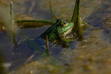 Frog