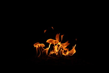 FOGO