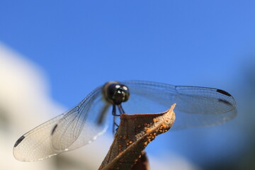 INSETO, LIBELULA, MOSCA, VOADOR, BICHO
