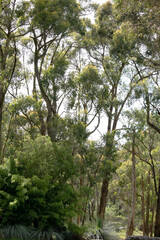 this is a billabong in Australia