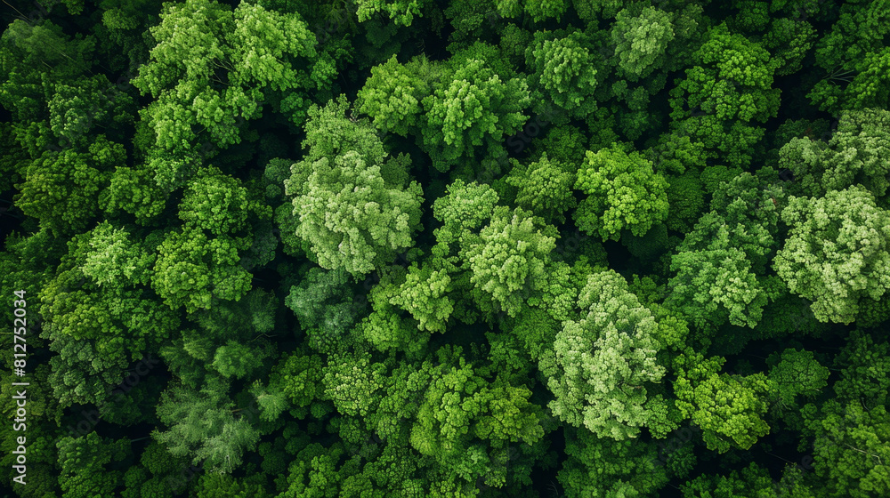 Poster A breathtaking aerial view of a dense forest with a mix of trees and clearings.