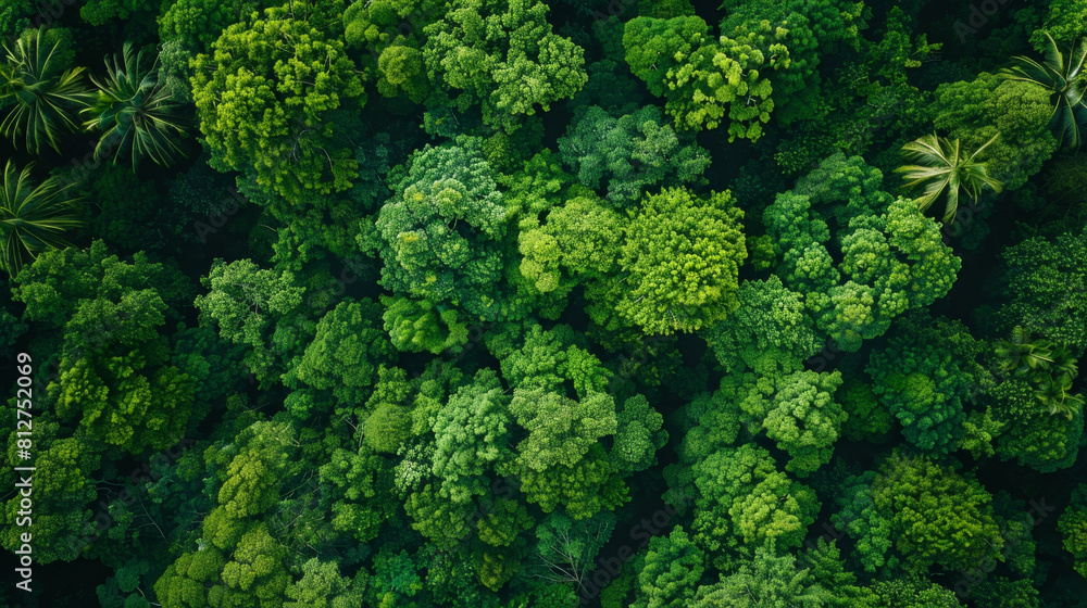 Poster a breathtaking aerial view of a lush, dense forest with patterns of trees and clearings.