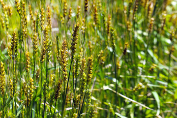 黄金色に実る小麦畑