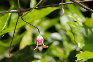 雑木林に生えるハンショウヅルの肉厚なベル型のピンクの花（自然光＋ストロボ、マクロ接写撮影）