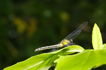 深緑の高い枝葉に陽光に映える黄色が鮮やかなヤマサナエ・トンボ（自然光＋望遠マクロ接写写真）