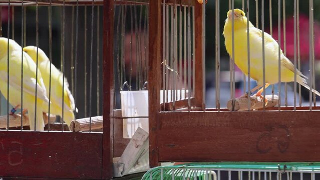 Many Colourful Parrots Birds in Cages at Street Market Panorama
