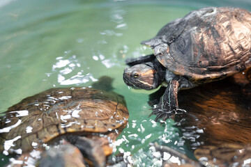  red-eared turtle in water , close up