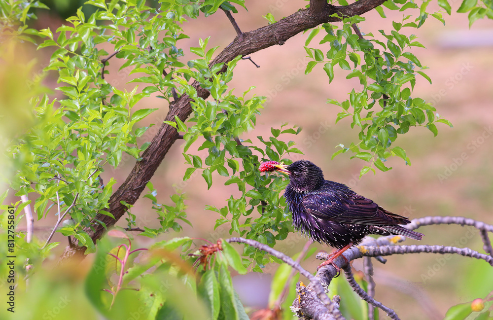 Wall mural a starling holds a mulberry fruit in its beak against the background of unabi branches...