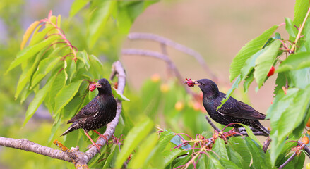 A pair of starlings with gifts for the chicks, including a sandwich, among the green leaves on the branch.