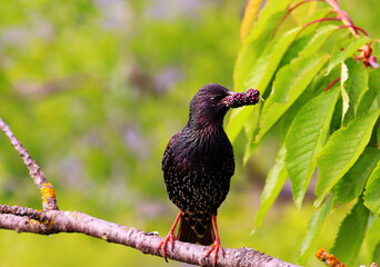 A starling sits on a branch and holds a mulberry in its beak..