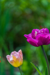 Pink yellow tulip and red big tulip in the garden