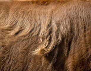 cow fur hair texture close up