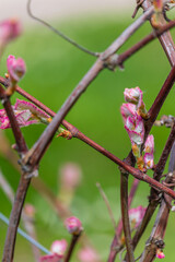 ovary of grapes, young leaves of grapes, Isabella grapes, grapes will bloom