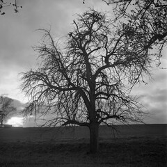 A lonely tree in winter shot at sunset with analogue black and white film technique