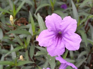 purple flower in the garden
