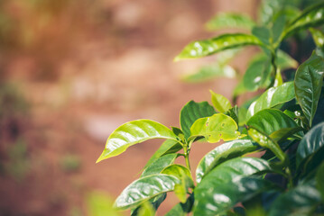 Obraz premium Banner Agriculture Green coffee tree growing berry bean plant. Coffee tree farm growth in eco organic garden. Panorama Fresh coffee bean green leaf bush berry plant arabica garden with copy space