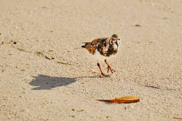 Ruddy turnstone casts a long shadow at dawn while walking on the beach